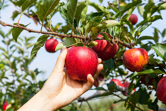 Pommes : 9 faits que vous ne saviez pas !