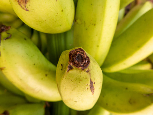 La banane - un fruit très populaire