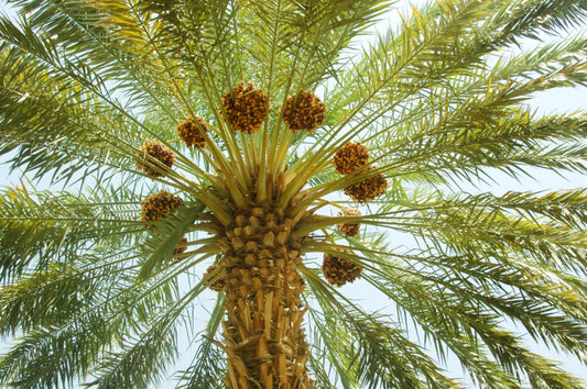 Le palmier dattier – un donneur de vie dans le paysage désertique