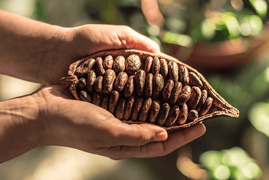 Histoire du cacao